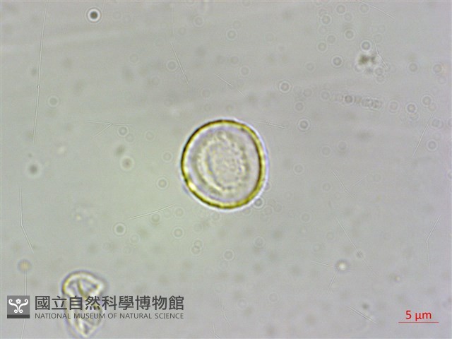 食用樓梯草藏品圖，第5張