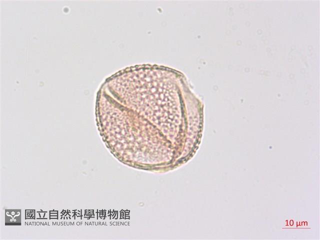 三葉山香圓藏品圖，第4張