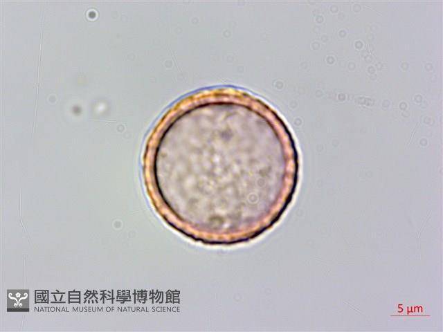 山黃麻藏品圖，第4張