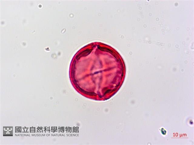 野桐藏品圖，第4張