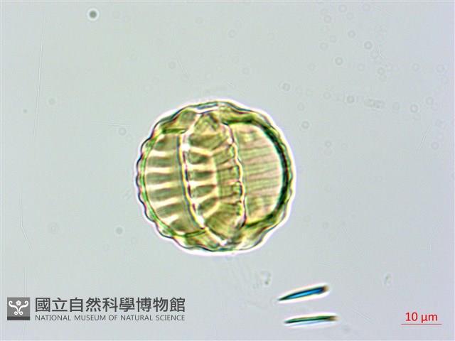 長毛遠志藏品圖，第4張