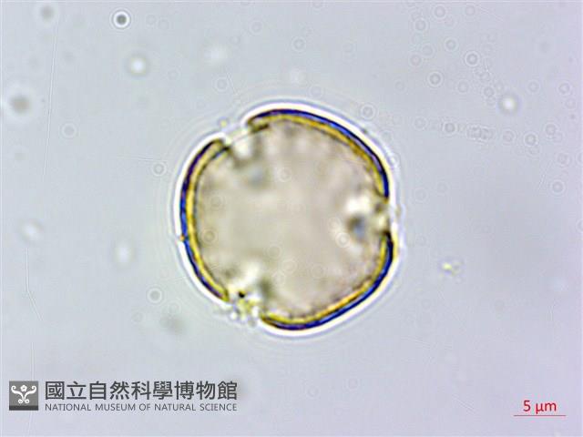 青剛櫟、鐵椆藏品圖，第5張