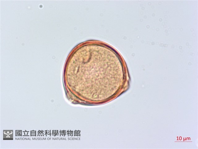 太魯閣胡頹子藏品圖，第5張