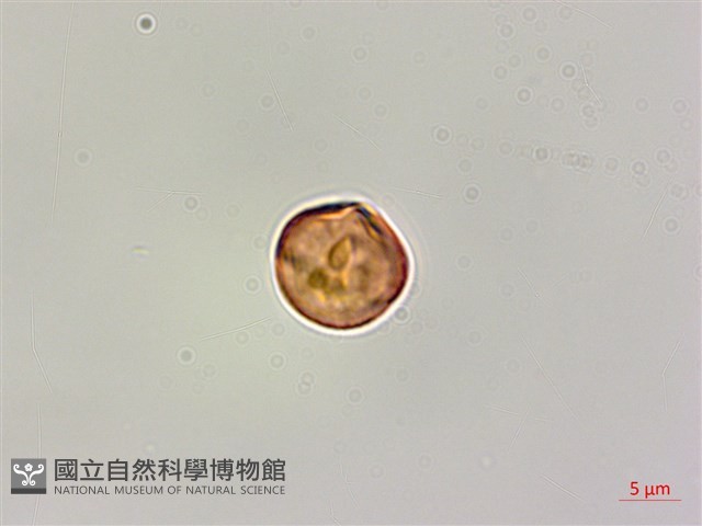 小刺山柑藏品圖，第4張