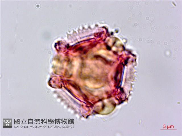 黃鵪菜藏品圖，第4張