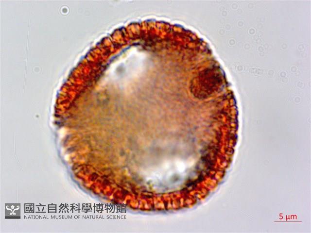 白樹仔藏品圖，第4張