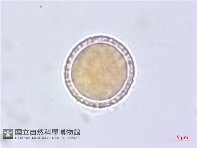 平柄菝契藏品圖，第4張