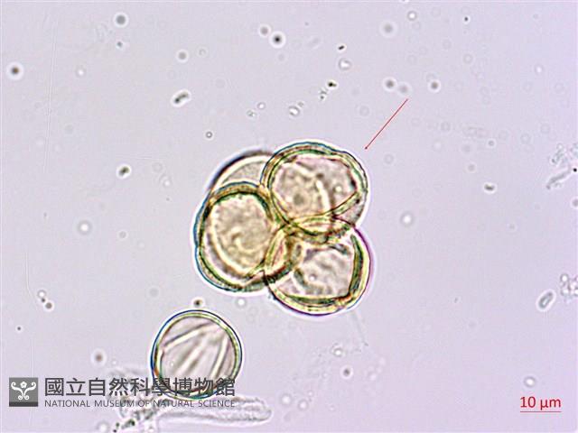 砲彈樹藏品圖，第4張