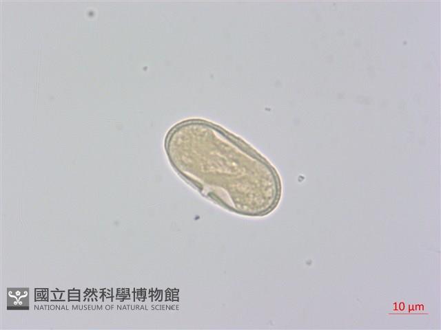 柺芹藏品圖，第4張