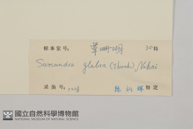 草珊瑚、紅果金粟蘭藏品圖，第3張