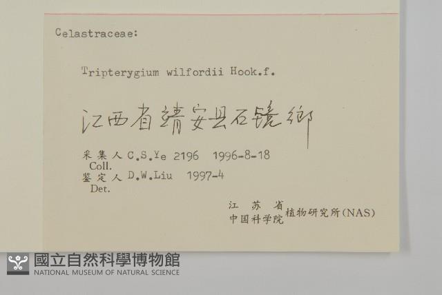 雷公藤藏品圖，第3張