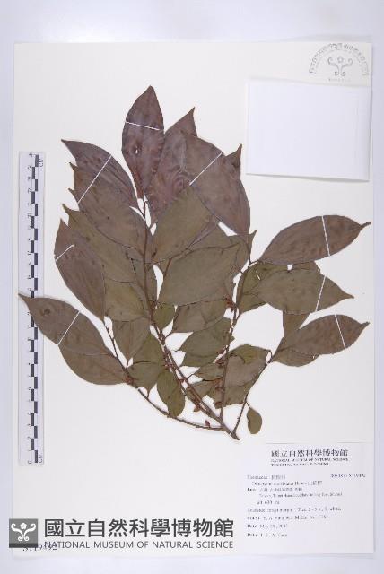 山紅柿藏品圖，第3張