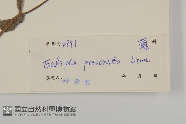 鱧腸藏品圖，第3張