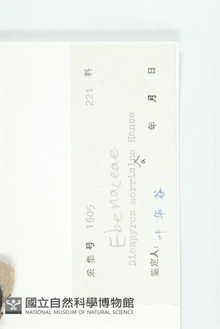 山紅柿藏品圖，第3張