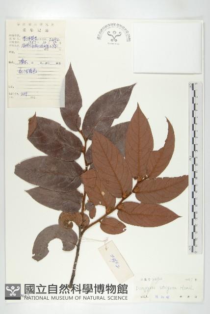 毛柿藏品圖，第4張