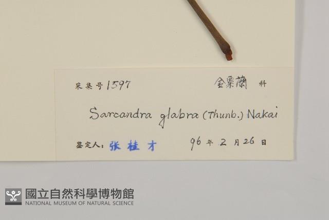 草珊瑚、紅果金粟蘭藏品圖，第3張