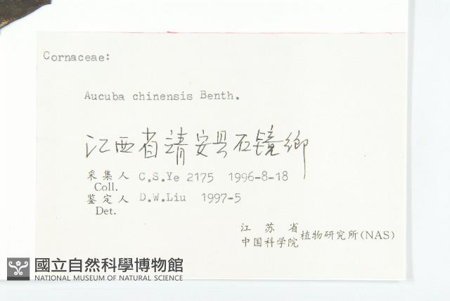 桃葉珊瑚藏品圖，第3張