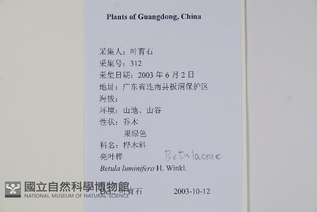 紅翅槭藏品圖，第4張