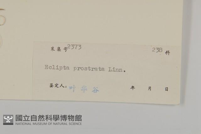 鱧腸藏品圖，第3張