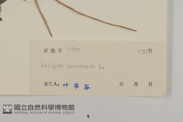 鱧腸藏品圖，第3張