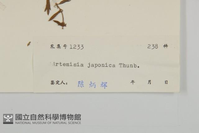 牡蒿藏品圖，第3張