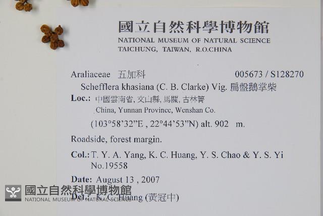 扁盤鵝掌柴藏品圖，第4張