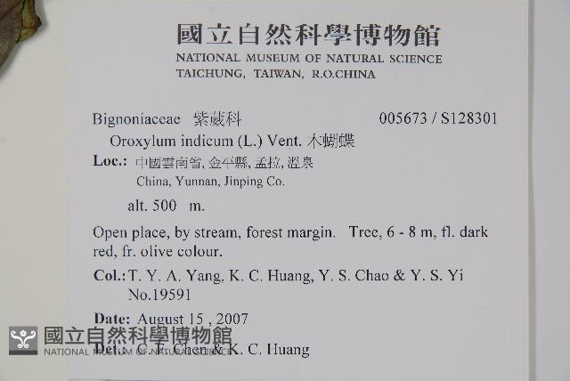 木蝴蝶藏品圖，第7張