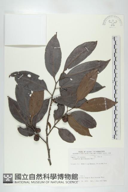 山紅柿藏品圖，第3張