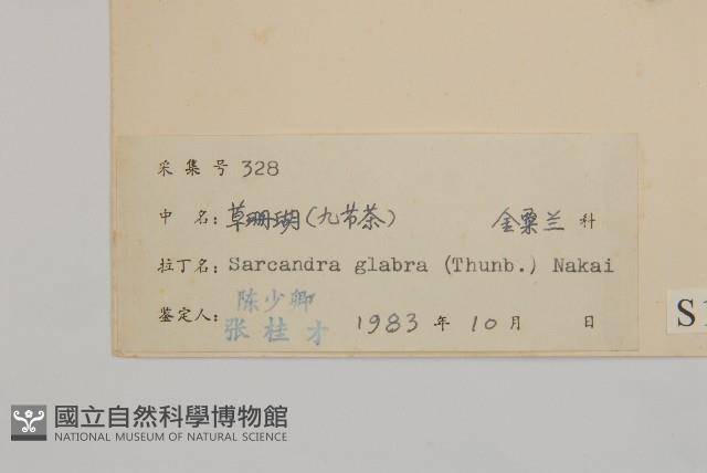 草珊瑚、紅果金粟蘭藏品圖，第3張