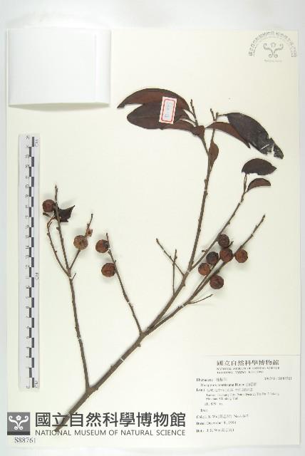 山紅柿藏品圖，第3張