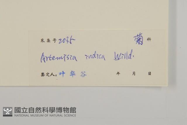 艾、五月艾藏品圖，第3張