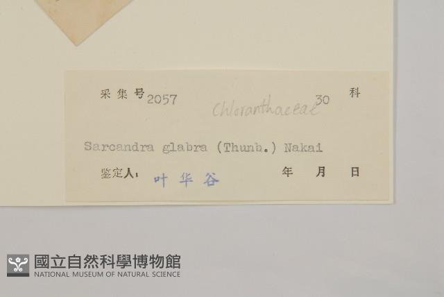 草珊瑚、紅果金粟蘭藏品圖，第3張