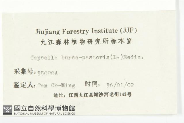 薺藏品圖，第3張