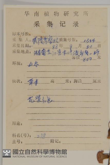 小葉一點紅藏品圖，第4張