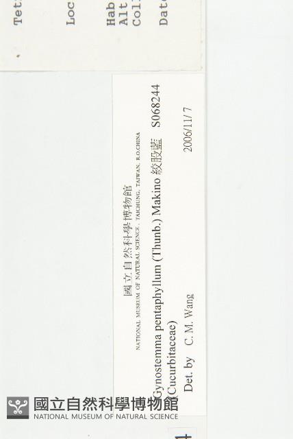 絞股藍藏品圖，第3張