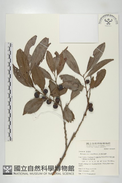 山紅柿藏品圖，第3張