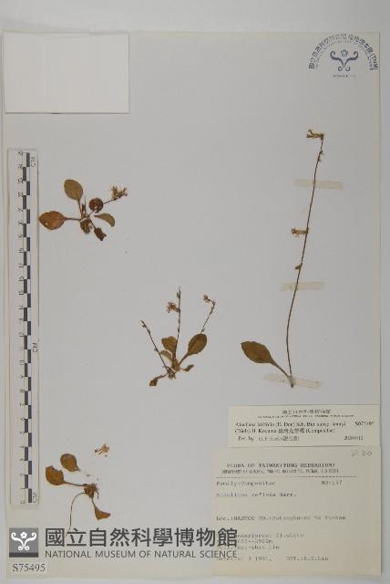 蘭嶼秋海棠藏品圖，第3張