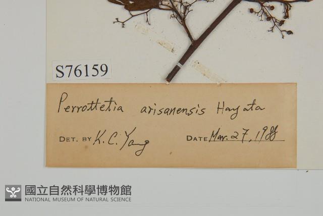 佩羅特木藏品圖，第3張