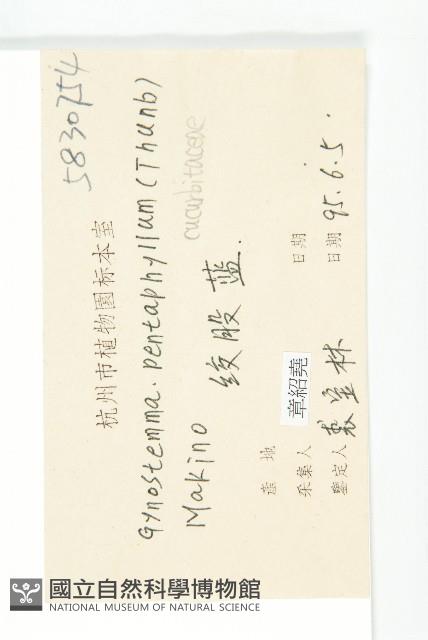 絞股藍藏品圖，第3張