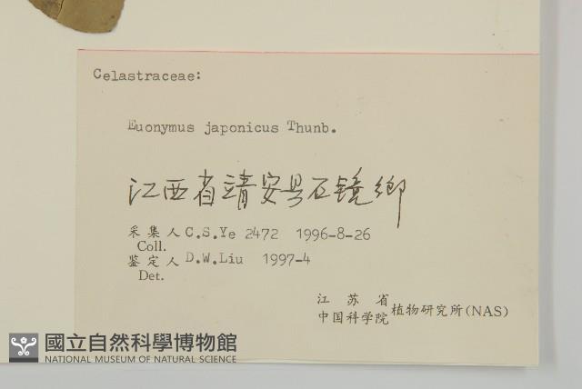 日本衛矛, 大葉黃楊藏品圖，第3張