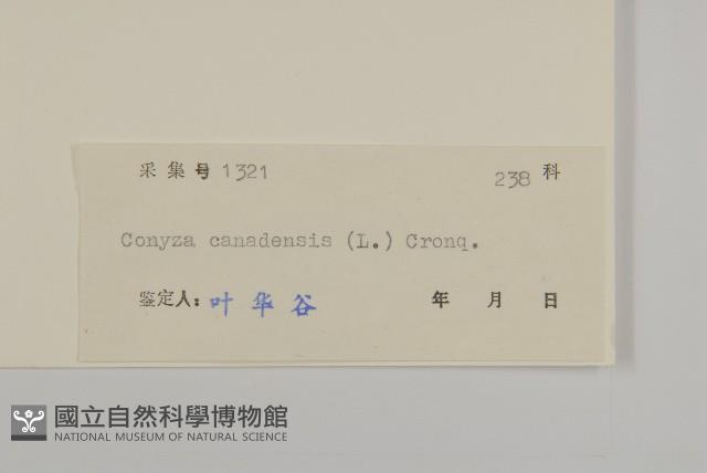 加拿大蓬藏品圖，第3張