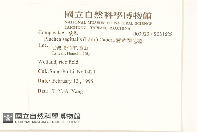 翼莖闊苞菊藏品圖，第4張