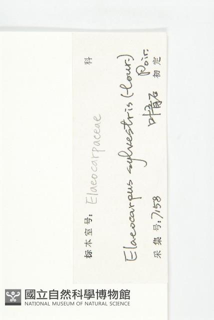 杜英、山杜英、蘭嶼杜英藏品圖，第3張