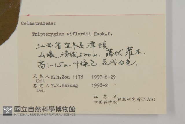 雷公藤藏品圖，第3張