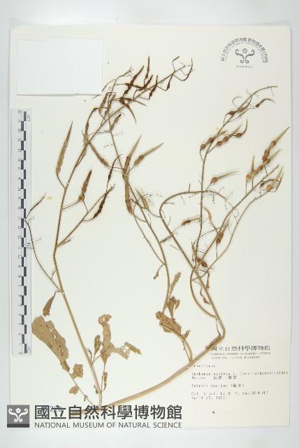 絨楚丘生衛矛藏品圖，第4張