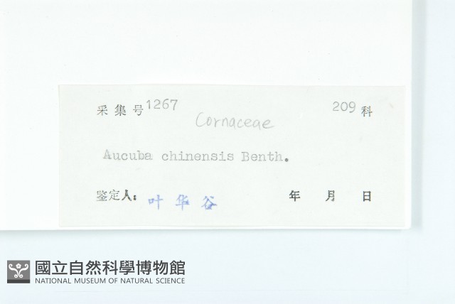 桃葉珊瑚藏品圖，第3張
