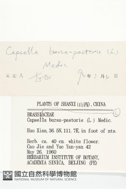 薺藏品圖，第3張