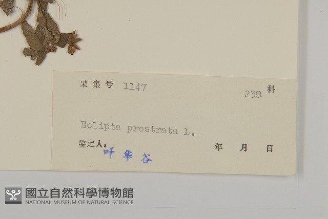 鱧腸藏品圖，第3張