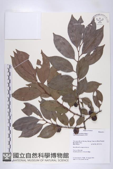 山紅柿藏品圖，第3張