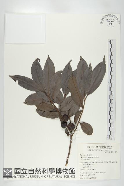 山紅柿藏品圖，第3張